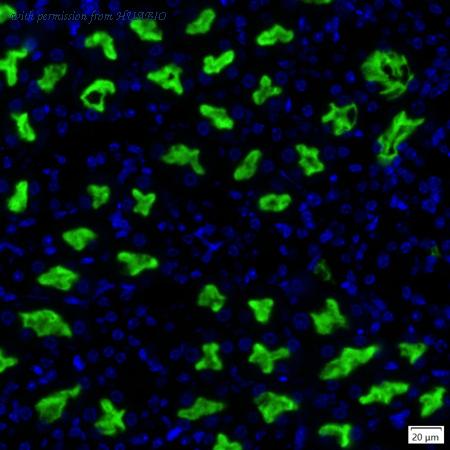 HUABIO IRS086RB image 1