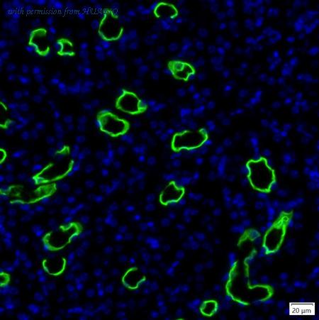 HUABIO IRS089RB image 1