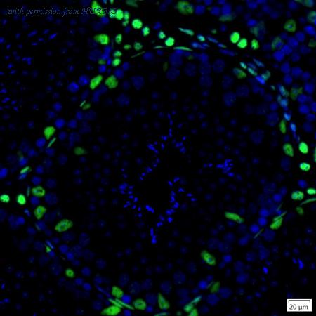 HUABIO IRS092RB image 1