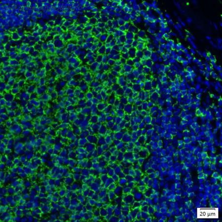 HUABIO IRS112MS image 1