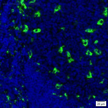 HUABIO IRS264RT image 1