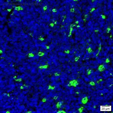 HUABIO IRS266RB image 1