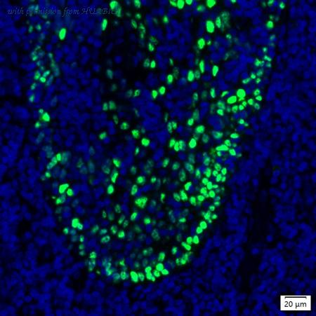 HUABIO IRS281MS image 1