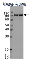 HitGen HGE3_DCAF11c_AHG image 1