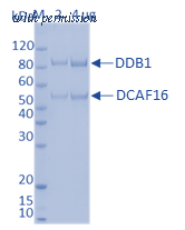 HitGen HGE3_DCAF16c_AHG image 1