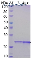 HitGen HGE3_FBXL5_AS image 1