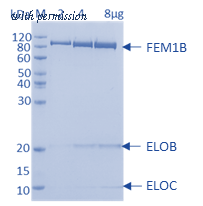 HitGen HGE3_FEM1Bc_AGS image 1