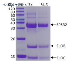 HitGen HGE3_SPSB2c_AS image 1