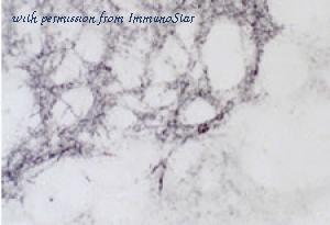 ImmunoStar 20065 image 1