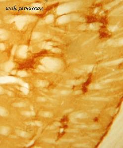 ImmunoStar 24216 image 1