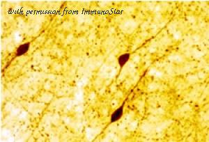 ImmunoStar 20077 image 1