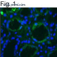 Invitrogen MA1-06305 image 1