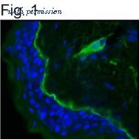 Invitrogen MA1-06821 image 1