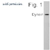 Invitrogen MA1-070 image 1