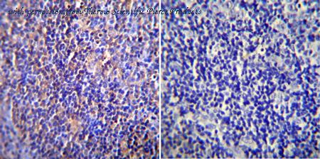 Invitrogen MA1-071 image 3