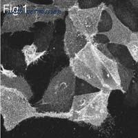 Invitrogen MA1-082 image 1
