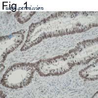 Invitrogen MA1-087 image 1