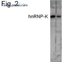 Invitrogen MA1-087 image 2