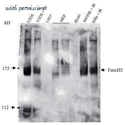 Invitrogen MA1-16570 image 1