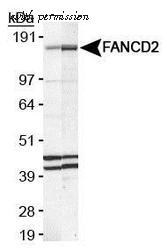 Invitrogen MA1-16570 image 2