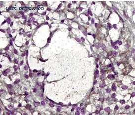 Invitrogen MA1-16641 image 2