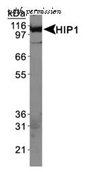 Invitrogen MA1-16747 image 1