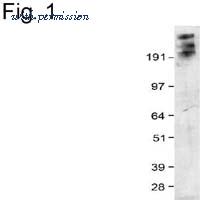 Invitrogen MA1-16940 image 1