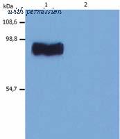 Invitrogen MA1-19451 image 2
