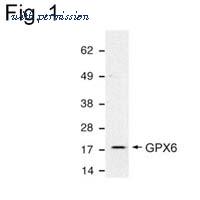 Invitrogen MA1-23306 image 1