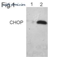 Invitrogen MA1-250 image 1