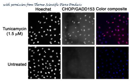 Invitrogen MA1-250 image 2