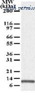 Invitrogen MA1-41000 image 2