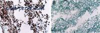 Invitrogen MA1-41017 image 1