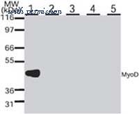 Invitrogen MA1-41017 image 3
