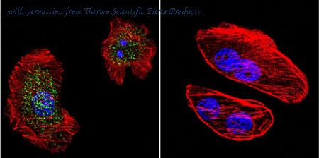 Invitrogen MA1-414 image 1