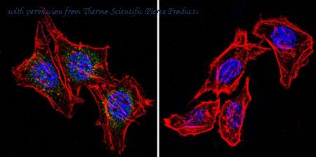 Invitrogen MA1-414 image 2