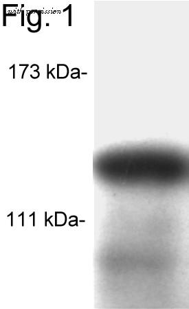 Invitrogen MA1-840 image 1