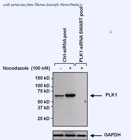 Invitrogen MA1-848 image 1