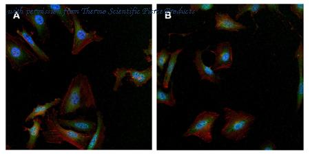 Invitrogen MA1-850 image 1