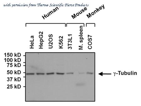 Invitrogen MA1-850 image 2