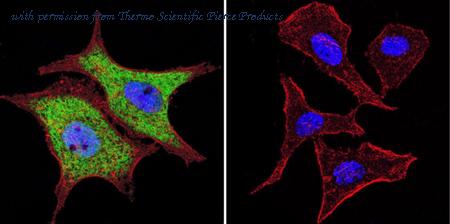 Invitrogen MA3-004 image 1