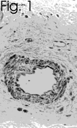 Invitrogen MA3-005 image 1
