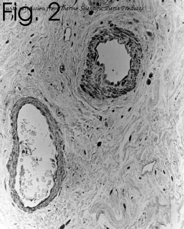 Invitrogen MA3-005 image 2