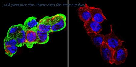 Invitrogen MA3-016 image 1