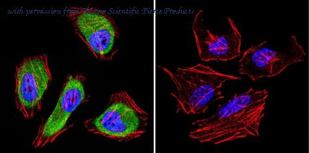 Invitrogen MA3-029 image 1