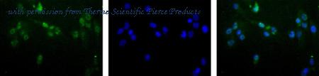 Invitrogen MA3-16537 image 1