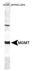 Invitrogen MA3-16537 image 2