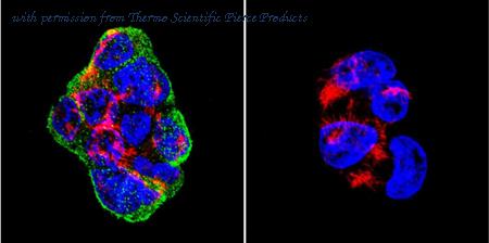Invitrogen MA3-745 image 1