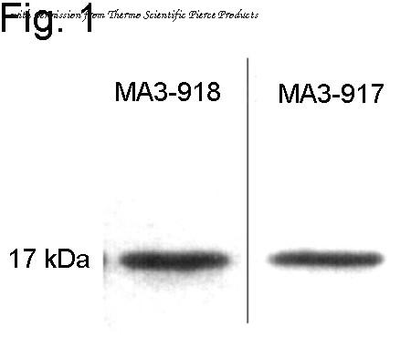 Invitrogen MA3-918 image 1