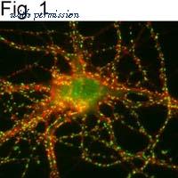 Invitrogen PA1-046 image 1